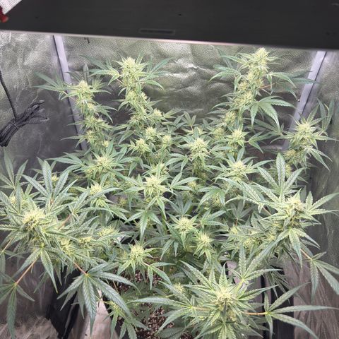 Toof Decay x Walter White  growlog timeline photo