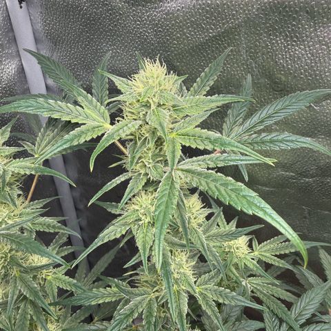 Toof Decay x Walter White  growlog timeline photo