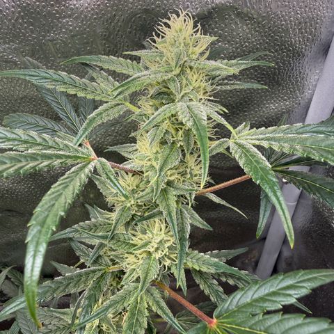 Toof Decay x Walter White  growlog timeline photo