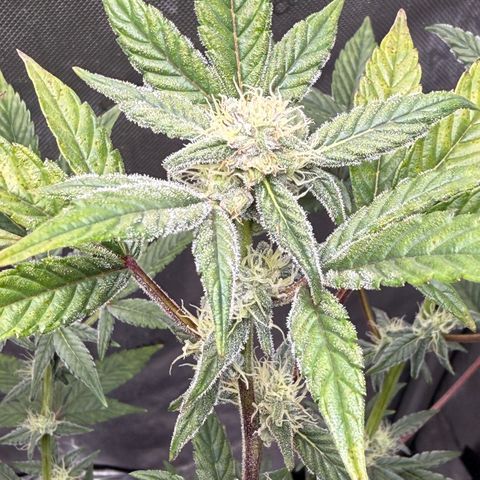 MephistO’z  growlog timeline photo