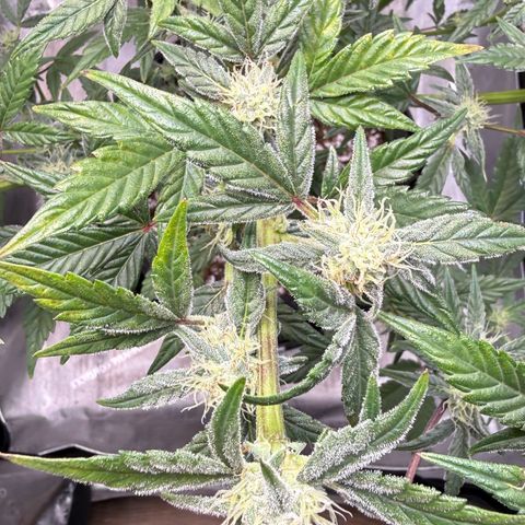 MephistO’z  growlog timeline photo