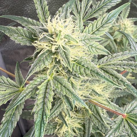 Toof Decay x Walter White  growlog timeline photo