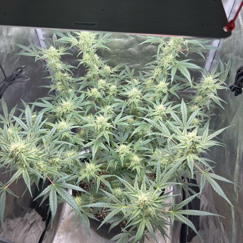 Toof Decay x Walter White  growlog timeline photo