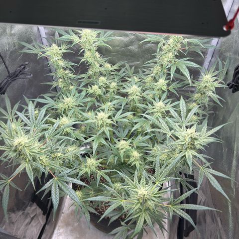 Toof Decay x Walter White  growlog timeline photo