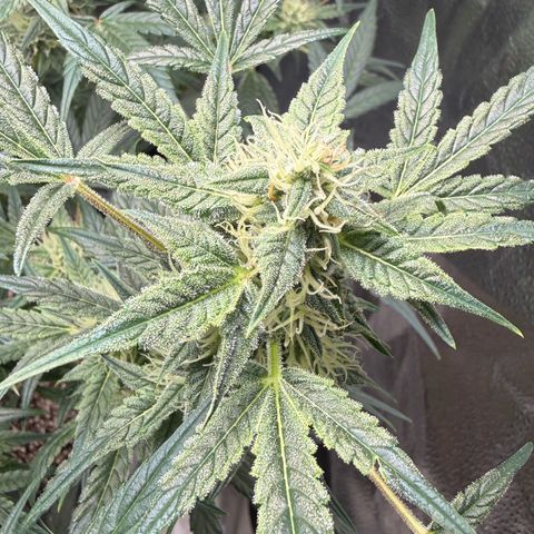 Toof Decay x Walter White  growlog timeline photo