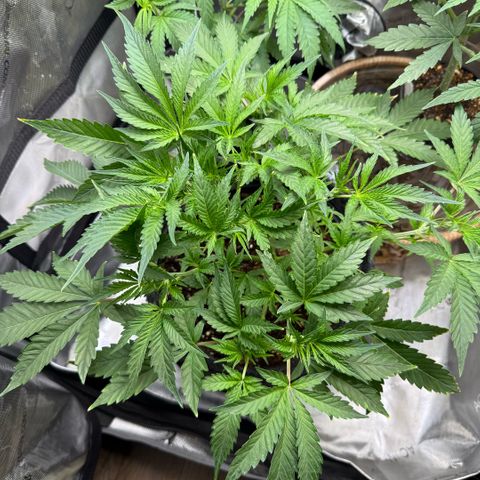 Kalimotxo Kush  growlog timeline photo
