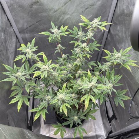 MephistO’z  growlog timeline photo