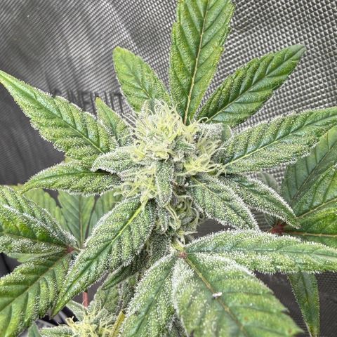 MephistO’z  growlog timeline photo