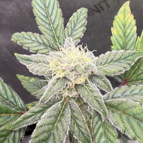 MephistO’z  growlog timeline photo