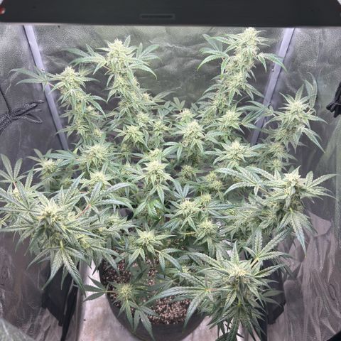 Toof Decay x Walter White  growlog timeline photo