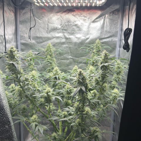 Toof Decay x Walter White  growlog timeline photo