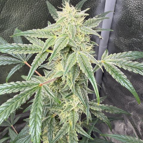 Toof Decay x Walter White  growlog timeline photo
