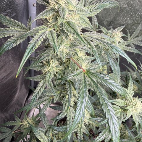 Toof Decay x Walter White  growlog timeline photo