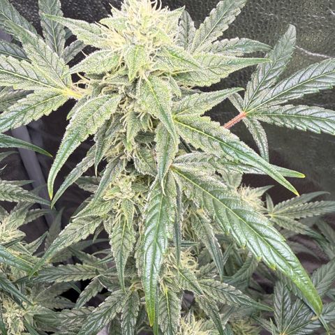 Toof Decay x Walter White  growlog timeline photo