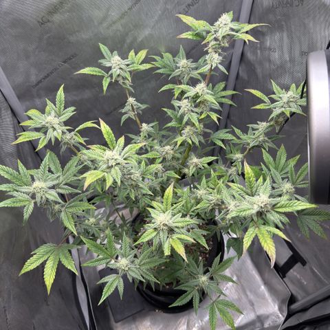 MephistO’z  growlog timeline photo