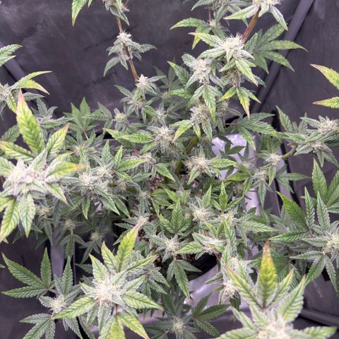 MephistO’z  growlog timeline photo
