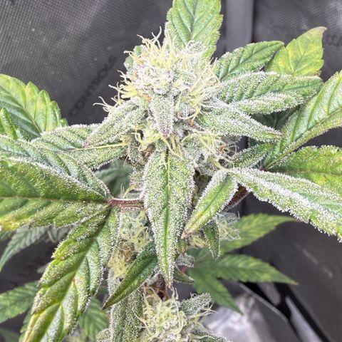 MephistO’z  growlog timeline photo