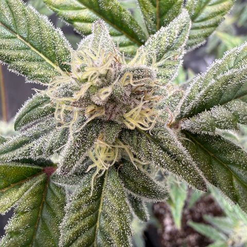 MephistO’z  growlog timeline photo