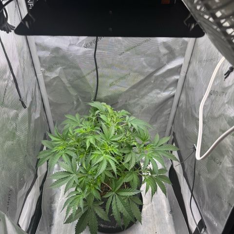 Kalimotxo Kush  growlog timeline photo