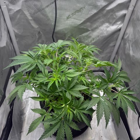 Kalimotxo Kush  growlog timeline photo