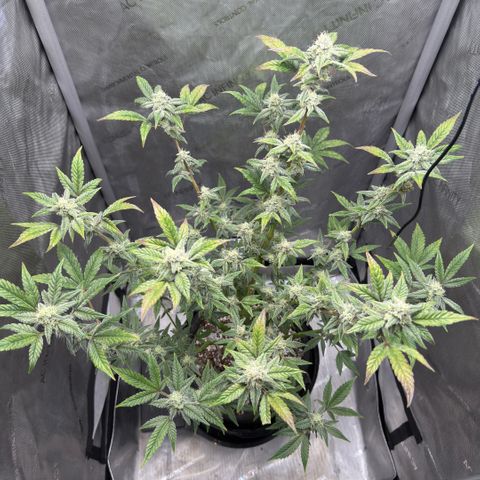 MephistO’z  growlog timeline photo