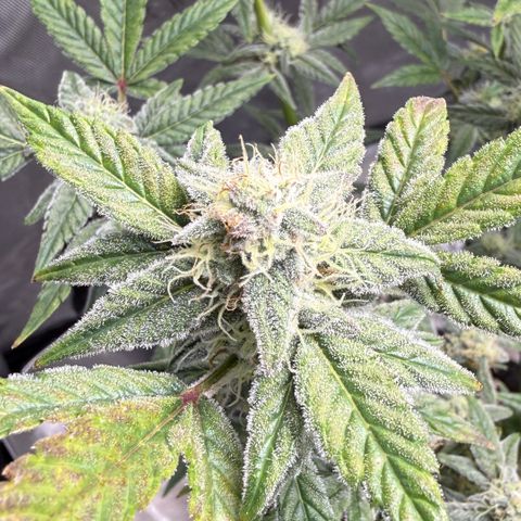 MephistO’z  growlog timeline photo
