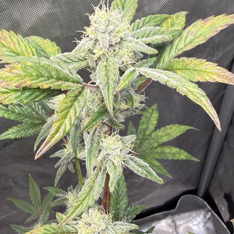 MephistO’z  growlog timeline photo