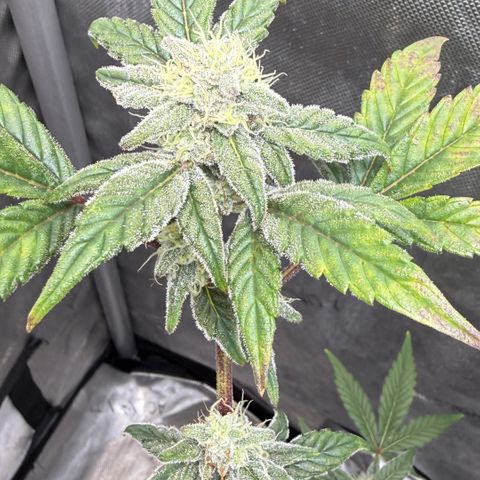 MephistO’z  growlog timeline photo