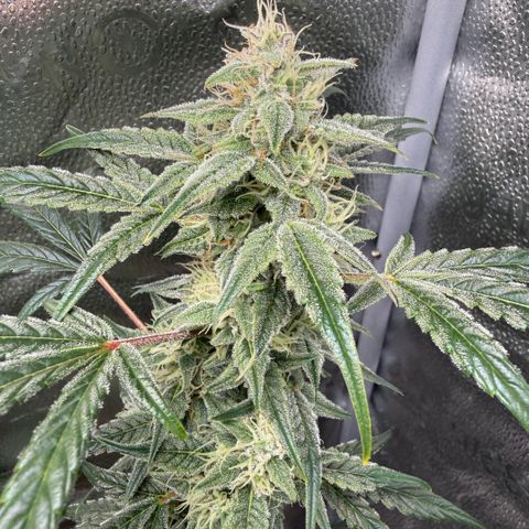 Toof Decay x Walter White  growlog timeline photo