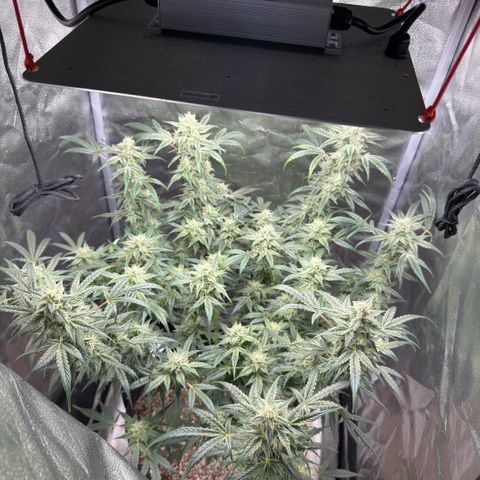 Toof Decay x Walter White  growlog timeline photo