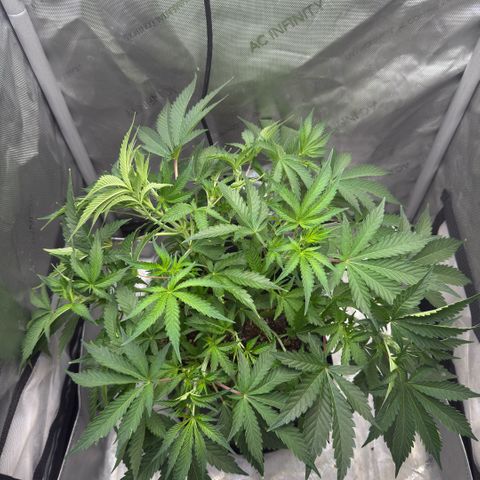 Kalimotxo Kush  growlog timeline photo