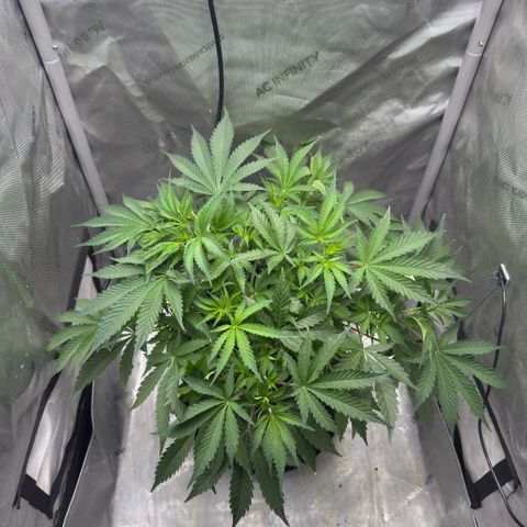 Kalimotxo Kush  growlog timeline photo