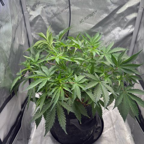 Kalimotxo Kush  growlog timeline photo