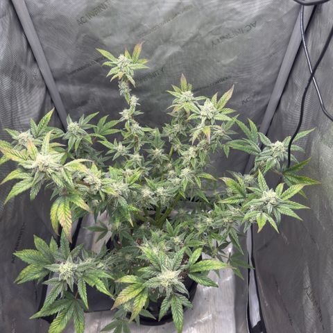 MephistO’z  growlog timeline photo