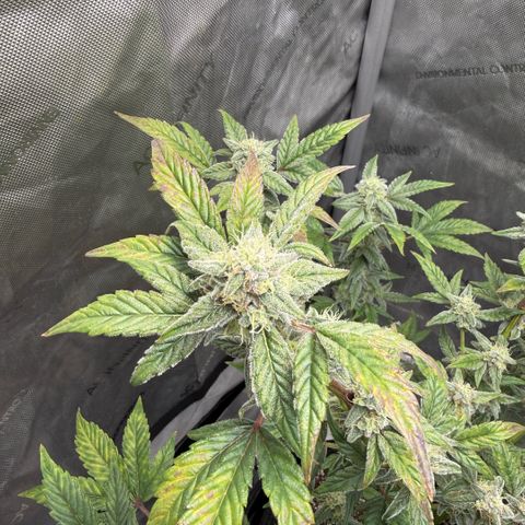 MephistO’z  growlog timeline photo