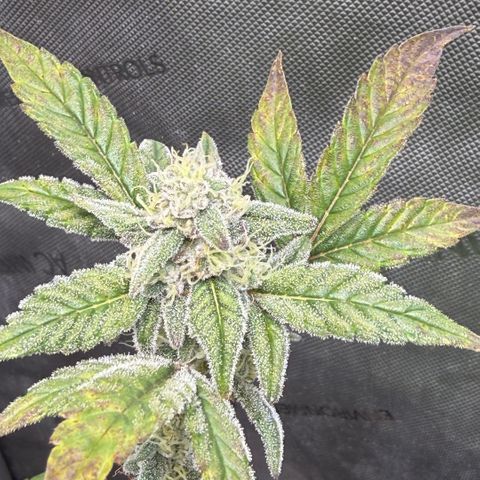 MephistO’z  growlog timeline photo