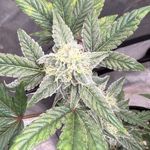MephistO’z  growlog timeline photo