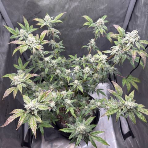 MephistO’z  growlog timeline photo