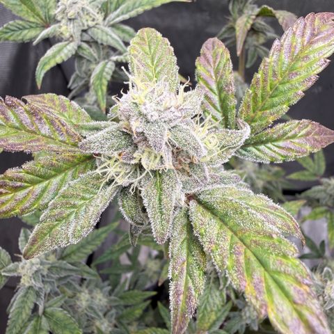 MephistO’z  growlog timeline photo