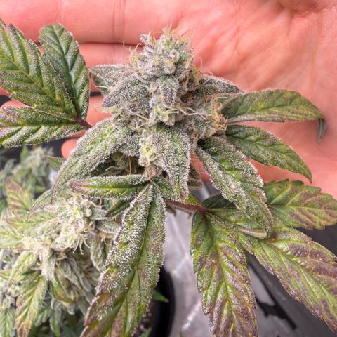 MephistO’z  growlog timeline photo