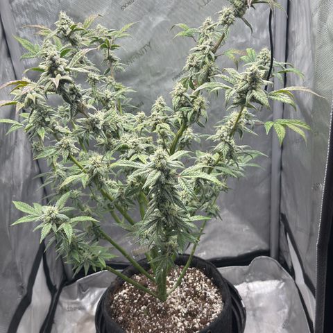MephistO’z  growlog timeline photo