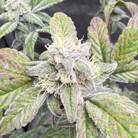 MephistO’z  growlog timeline photo