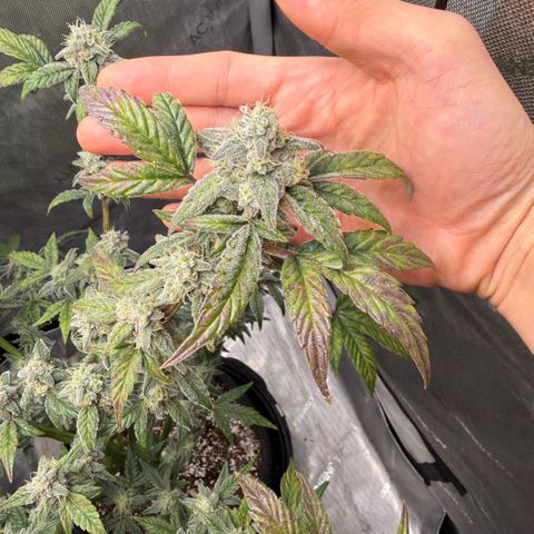 MephistO’z  growlog timeline photo