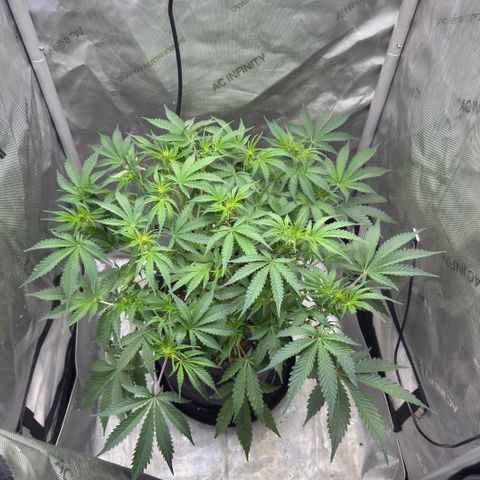 Kalimotxo Kush  growlog timeline photo