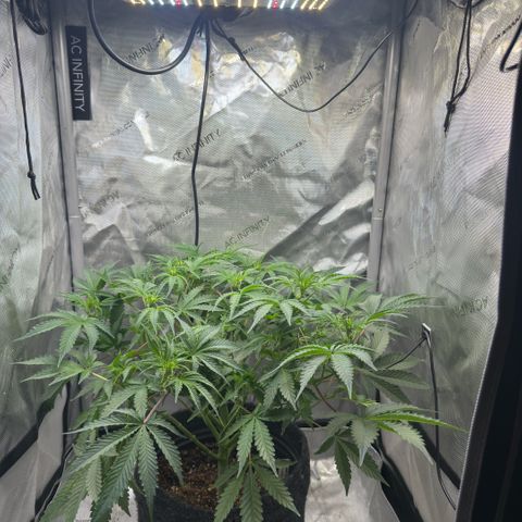 Kalimotxo Kush  growlog timeline photo