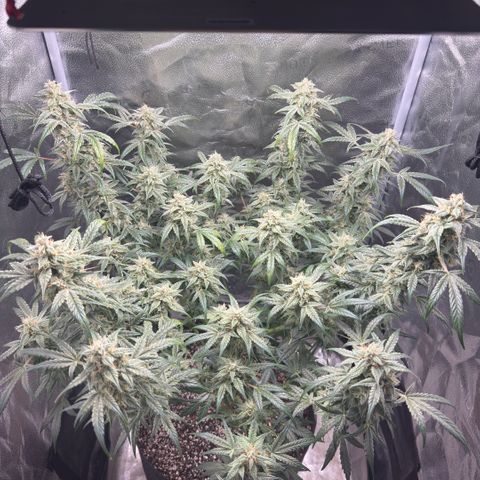 Toof Decay x Walter White  growlog timeline photo