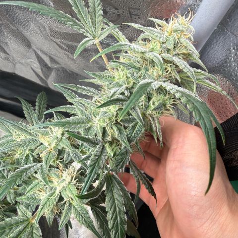 Toof Decay x Walter White  growlog timeline photo