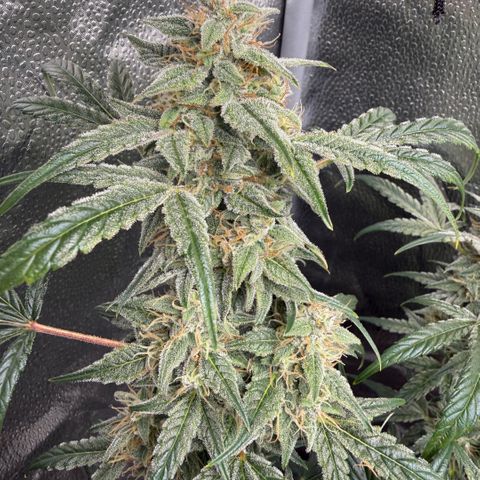 Toof Decay x Walter White  growlog timeline photo