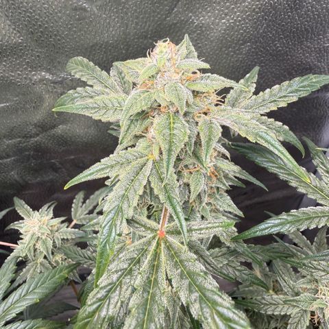 Toof Decay x Walter White  growlog timeline photo