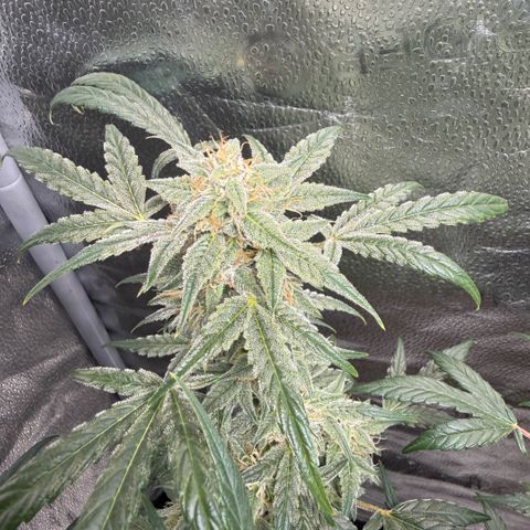 Toof Decay x Walter White  growlog timeline photo